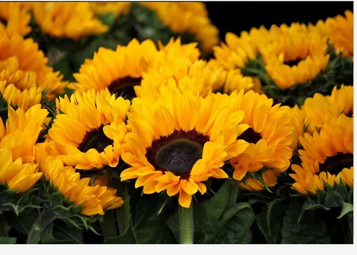 La Groie L'abbé Pensión Celles-sur-Belle